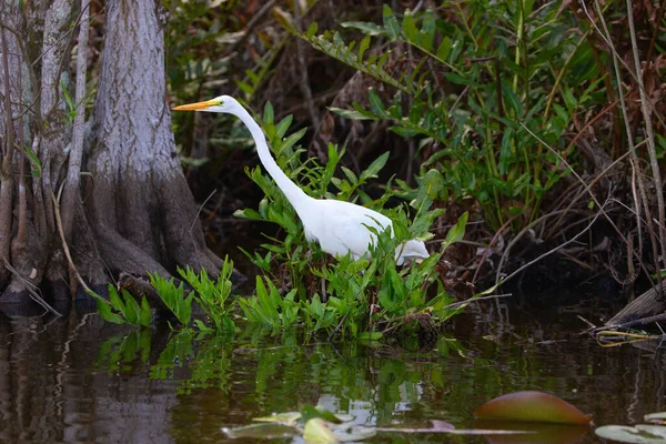 Gran Garza Gris Escondida Graa Del Parque Nacional Everglades — Foto de Stock
