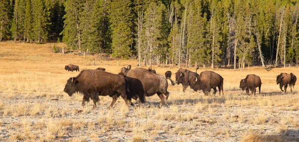 Bison Yellowstone National Park Wyoming Usa — Stock Photo, Image