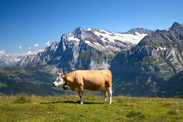 Swiss Cow Alps — Stock Photo, Image