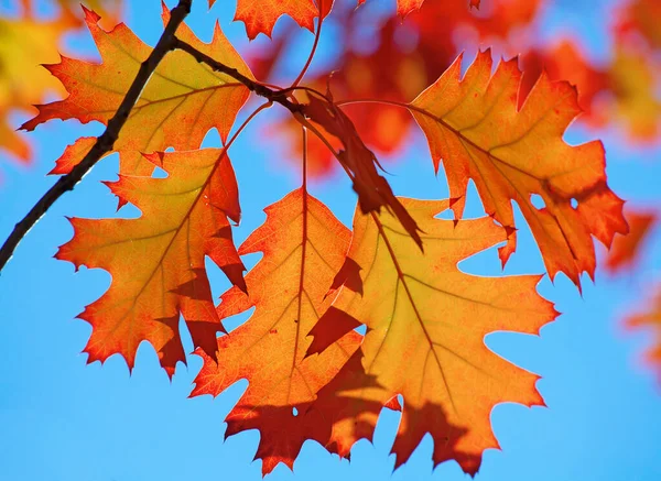 Feuilles Automnales Contre Ciel Bleu Profond — Photo