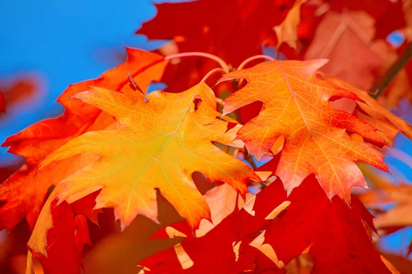 Sonbaharda Renkli Meşe Yaprağı — Stok fotoğraf