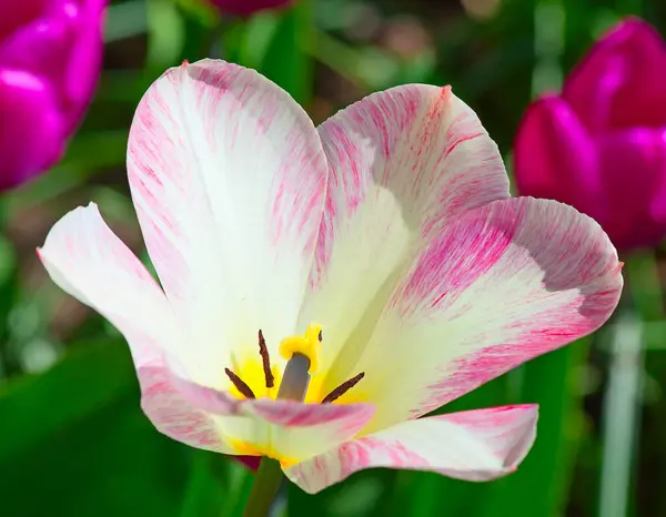 Čerstvě Kvetoucí Tulipány Jarní Zahradě — Stock fotografie