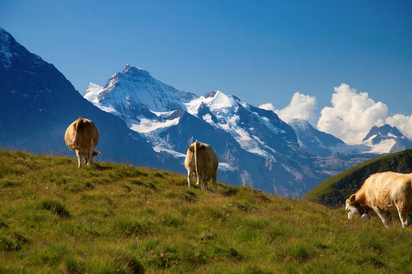アルプスのスイス牛 グリンデルヴァルト ユングフラウ地方 カントン ベルン スイス — ストック写真