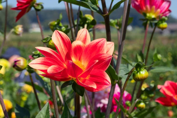 朝露滴とカラフルなダリアの花 — ストック写真