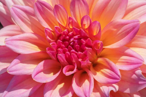 Barevný Dahlia Květ Ranní Kapky Rosy — Stock fotografie