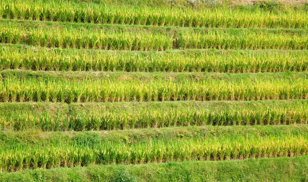 Las Terrazas Arroz Longsheng Dragon Backbone También Conocidas Como Terrazas —  Fotos de Stock