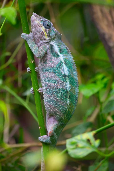 Groene Kameleon Het Groene Gras — Stockfoto