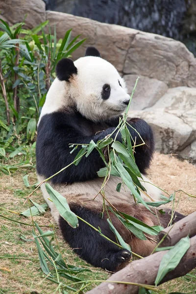 ジャイアントパンダは笹の葉を食べる — ストック写真