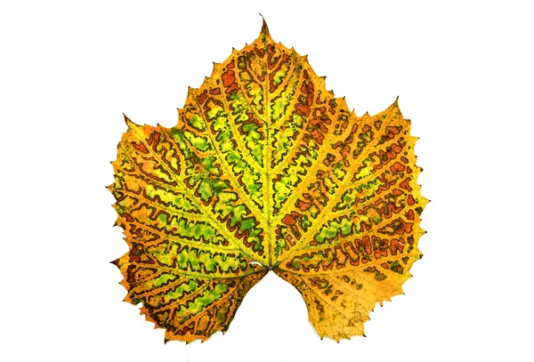 Autumn vine leaf isolated — Stock Photo, Image