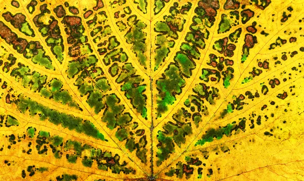 Autumn vine leaf texture — Stock Photo, Image