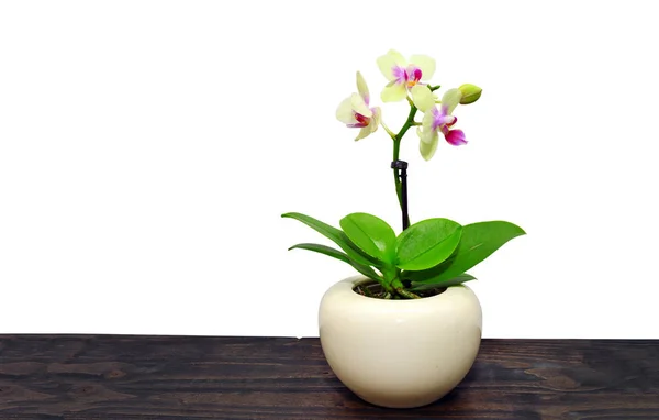 Orchideenblume in der Vase — Stockfoto