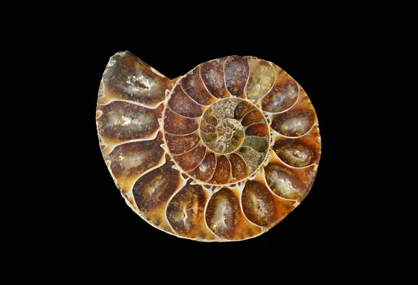 Tranche d'escargot fossile — Photo