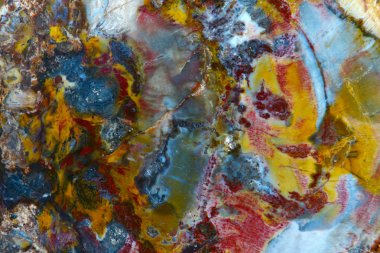 taşlaşmış ahşap doku