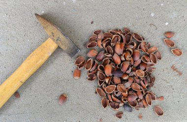 çekiç ve fındık kabukları