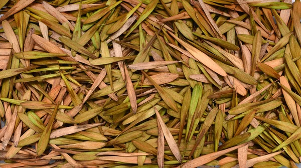 Textura de sementes de freixo — Fotografia de Stock