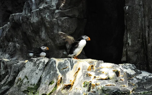 Atlantic Puffin bird — Stock Photo, Image