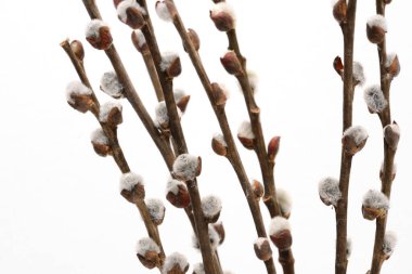 Beyaz arkaplan üzerinde Catkin Ağacı vazo düzenleme