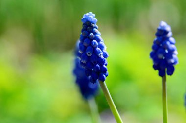 Mavi üzüm sümbülü çiçeği Muscari Ermeniacum bitkisi