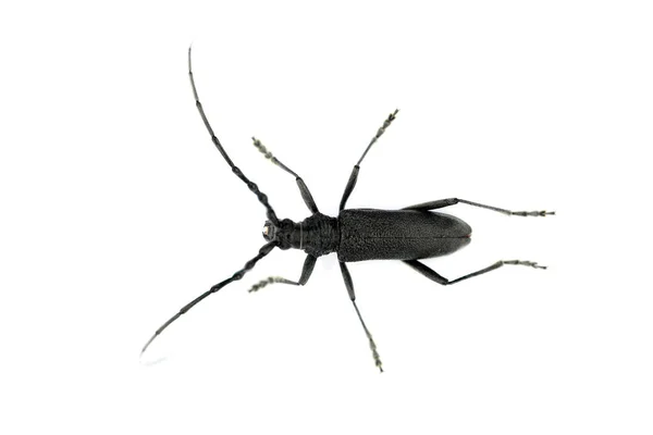 Escarabajo Negro Cuernos Largos Stictoleptura Canadensis Insecto Sobre Blanco —  Fotos de Stock