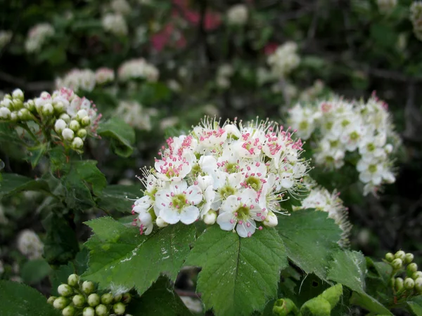 ヒマラヤユキノシタの白い花 — ストック写真