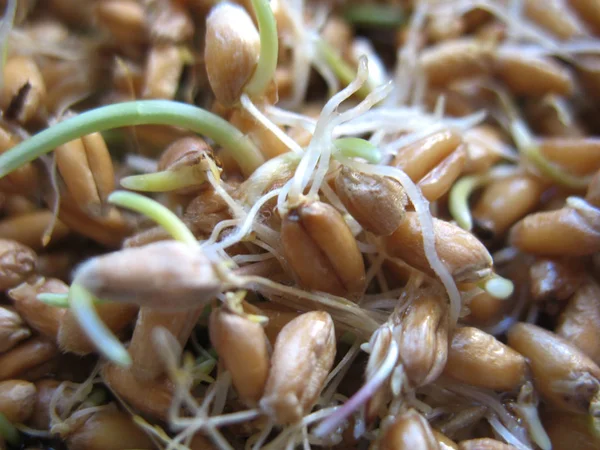 Germoglio di frumento — Foto Stock