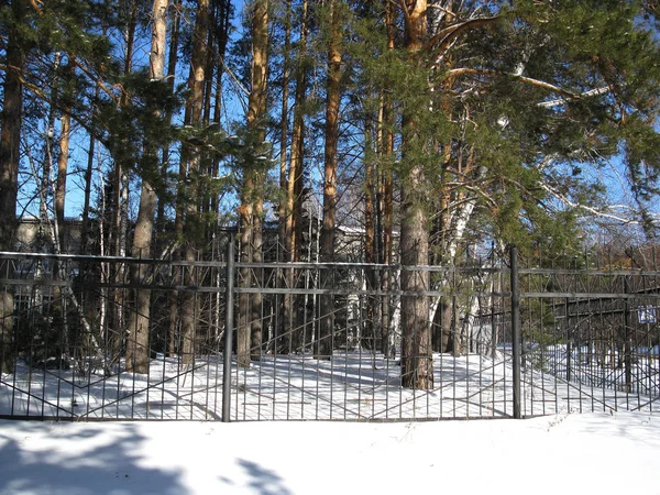 Зимний лес и забор . — стоковое фото