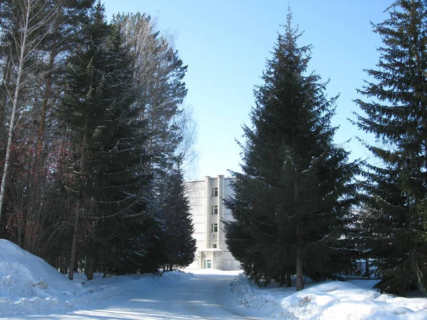 겨울 숲과 하얀 건물 — 스톡 사진