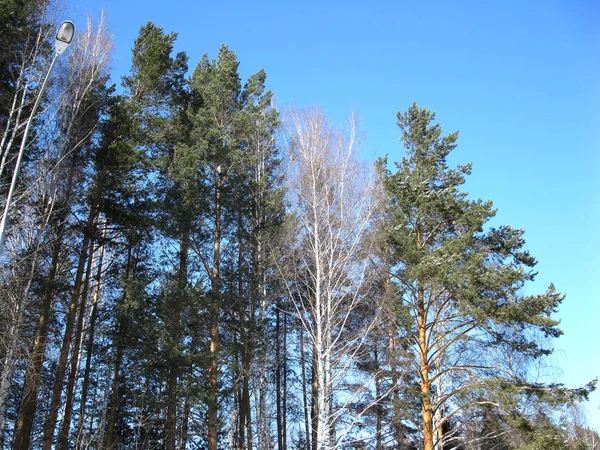 Blauer Himmel und Bäume — Stockfoto