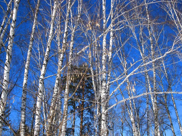 Blå himmel och ctrees — Stockfoto