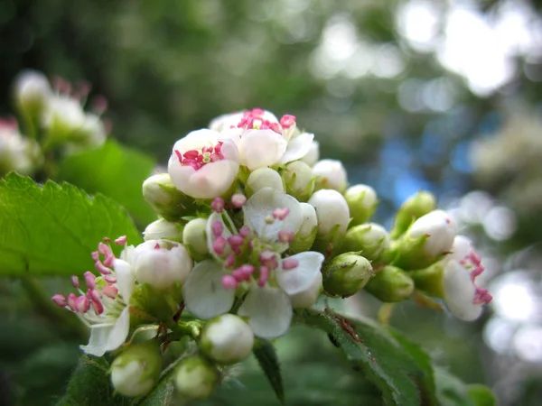 Spring white blossoming — Stock Photo, Image