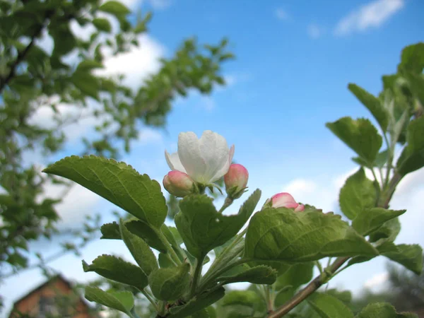 Flowers on apple tree and blue sky — Stock Photo, Image