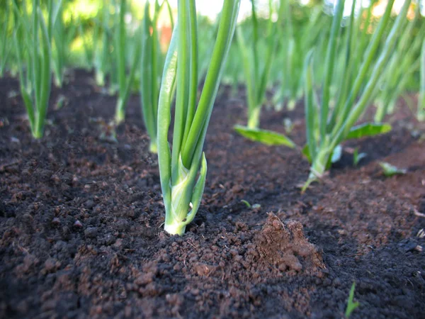 Sprout of spring onions — Stock Photo, Image