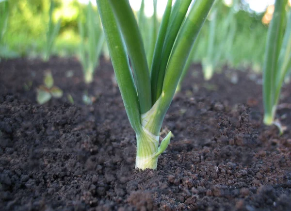 Sprout of spring onions — Stock Photo, Image