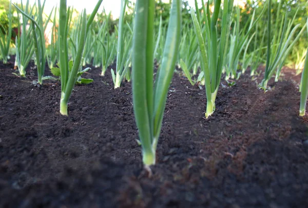 Sprouts of spring onions — Stock Photo, Image