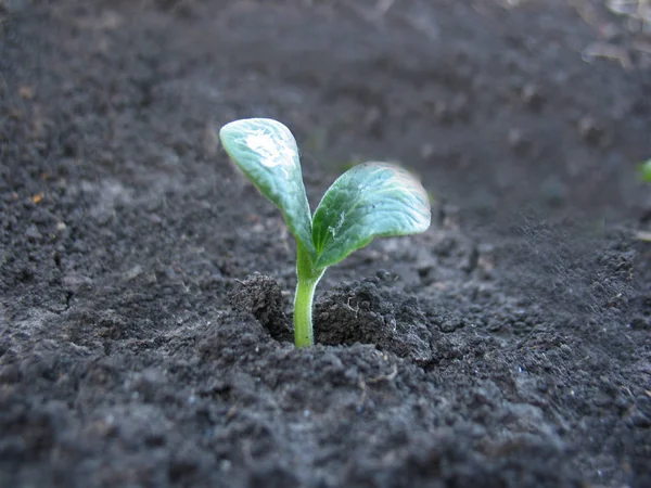 Spring sprout of green plant — Stock Photo, Image