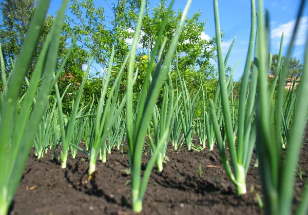 Green spring onions and blue sky — Stock Photo, Image