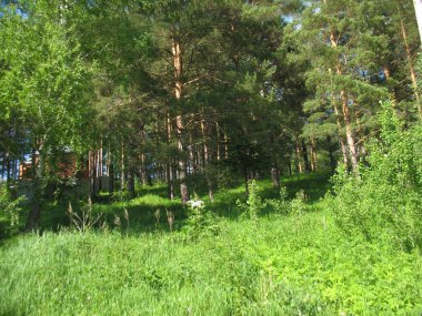  yemyeşil ağaçlar ve yaz orman çim