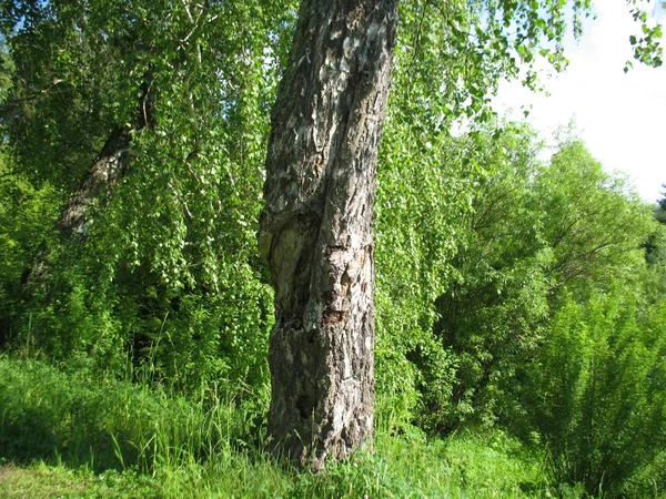 Pniu starego drzewa w lesie lato — Zdjęcie stockowe