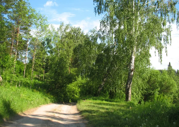 Estrada da aldeia em verde floresta de verão — Fotografia de Stock