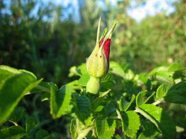 Gül çiçek açması ve yeşil yaprakları