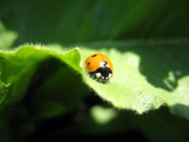 Gül çiçek açması ve yeşil yaprakları