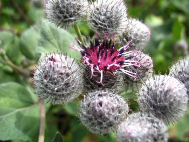 Dulavratotu kırmızı çiçekler