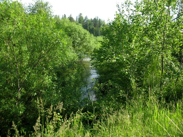Floresta e rio — Fotografia de Stock