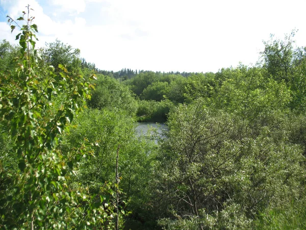 Bosque y río — Foto de Stock