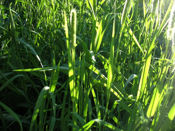 Groene gras en zon stralen — Stockfoto