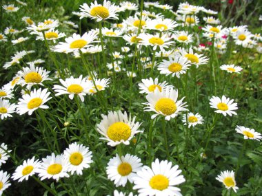 beyaz çiçek açması. makro