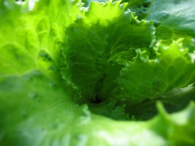yeşil salata. Makro