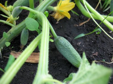 yere salatalık büyümek