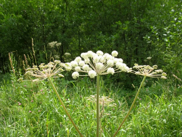Weiße Blüte und grünes Gras — Stockfoto