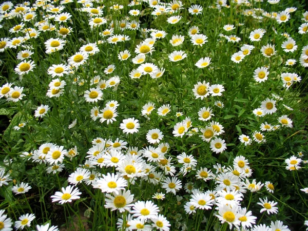 Biały zebranych kwiatów rumianku — Zdjęcie stockowe